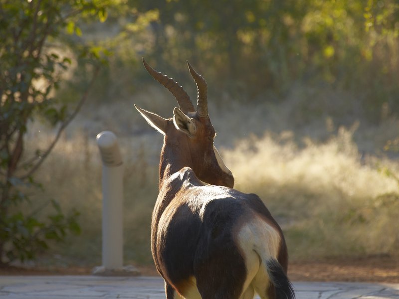 Springbok, Mokuti